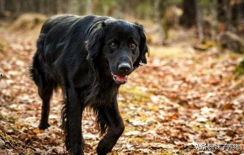 国产剧黑狗咬人视频